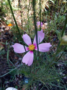 格桑花