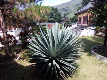 寺庙风景