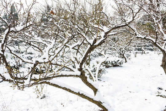 梅花山雪景