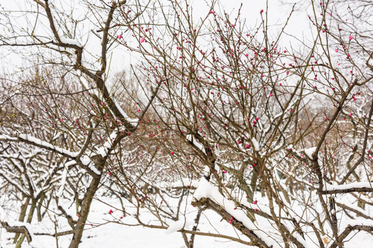 被雪覆盖的梅花树树枝
