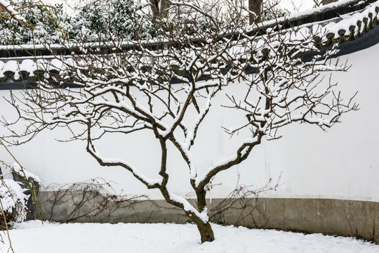 园林庭院雪景