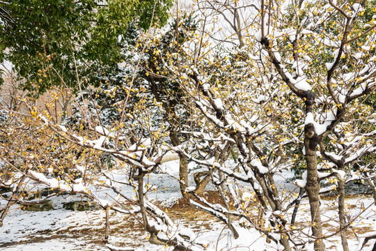 雪中腊梅