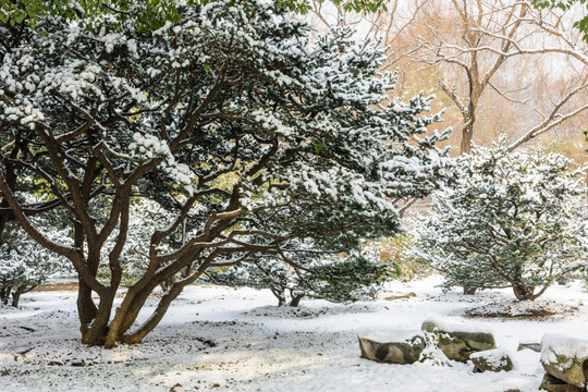 雪松