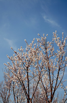 桃花盛开春色艳