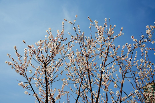 春天桃花开