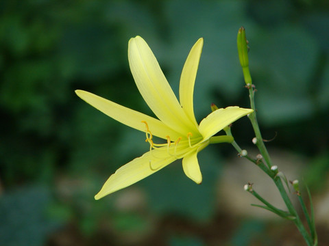 黄花菜