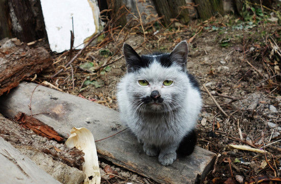 藏区的猫