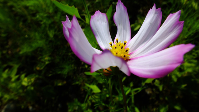 花卉 特写