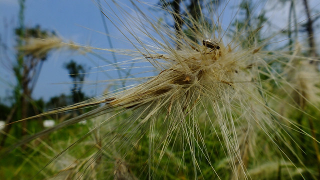 狗尾巴草