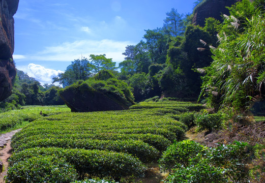 武夷山 大红袍茶园