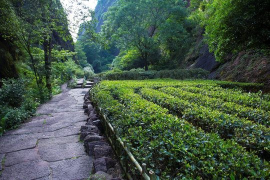 武夷山 大红袍茶园