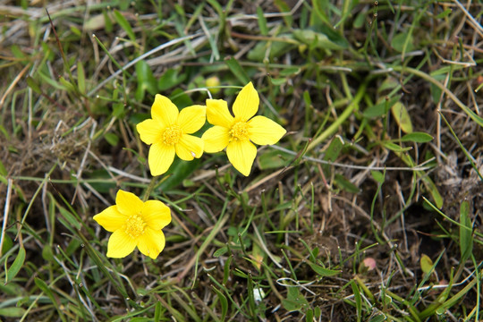 三朵小黄花