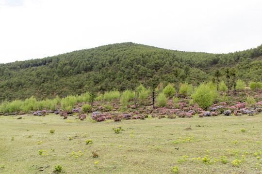 高山杜鹃花花海