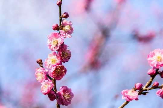 梅花盛开