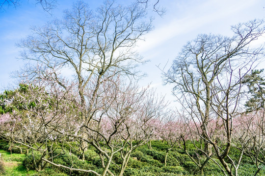 梅花盛开