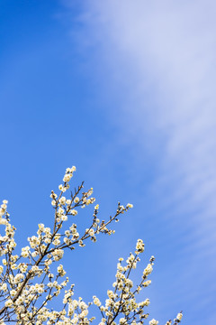 梅花盛开