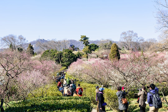 梅花山梅花盛开