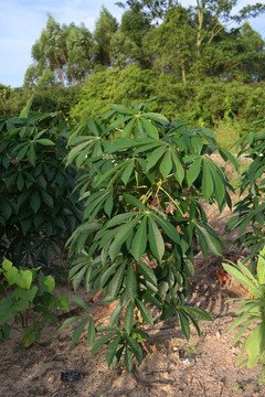 古井木薯树葛植物