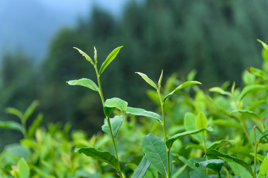 复兴村茶山 云海日出 茶叶特写