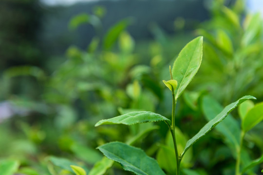 复兴村茶山 云海日出 茶叶特写