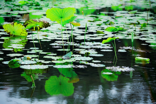 雨中荷塘