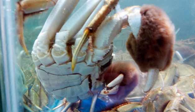 螃蟹 张牙舞爪