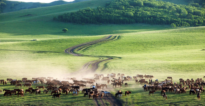 夏季草原的马群
