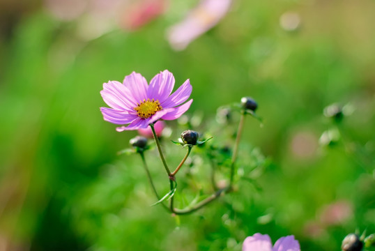 波斯菊