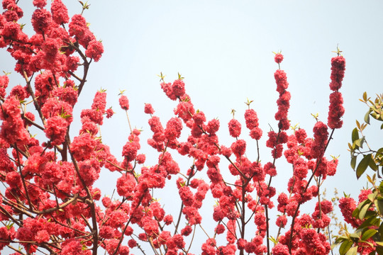 桃花