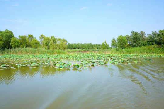 荷花淀 湿地