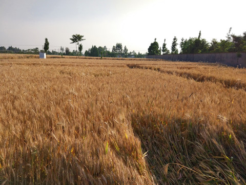 麦田