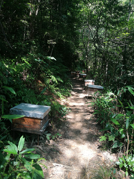 山林道路 蜂箱