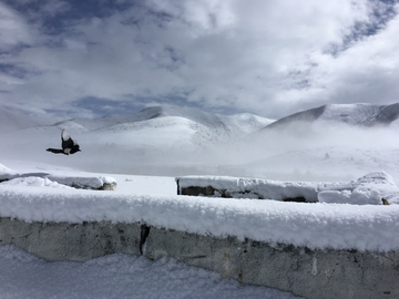 冰雪里面的小鸟