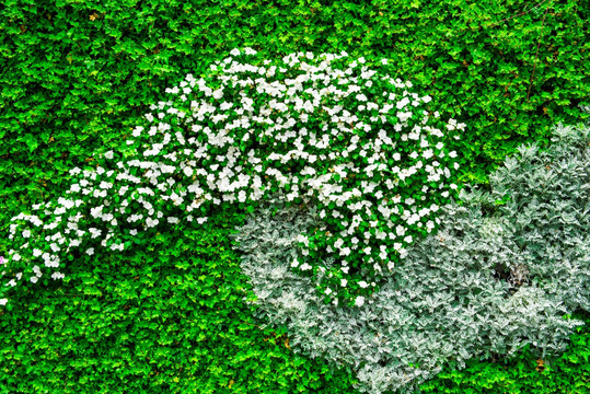 花墙 绿叶植物墙