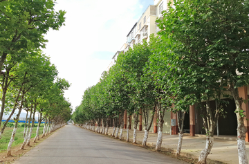 道路梧桐树