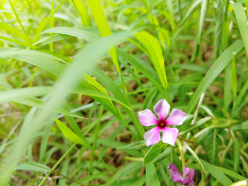 花儿