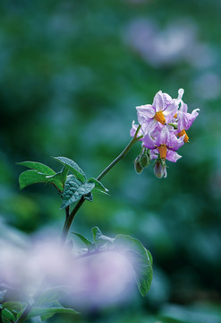 洋芋花