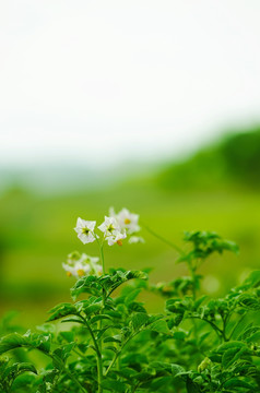 洋芋花