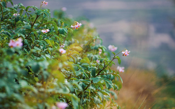 洋芋花