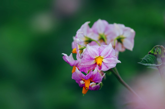 洋芋花