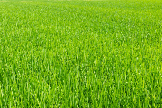 水稻 水田 基本农田保护区