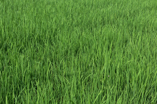 水稻 水田 基本农田保护区