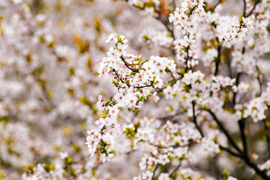 樱花烂漫