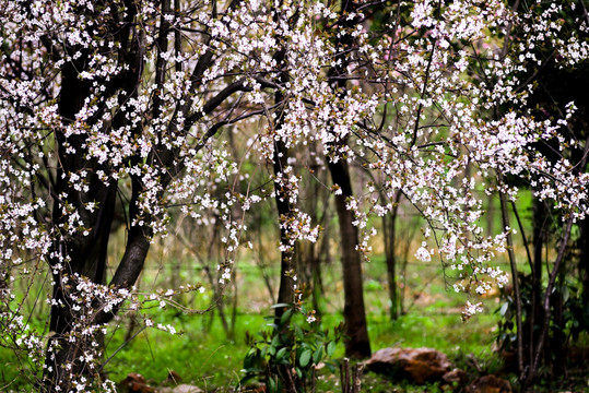 樱花背景