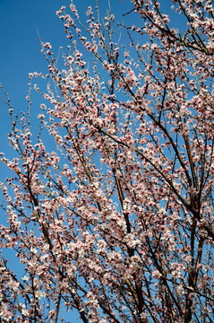 春风中盛开的桃花