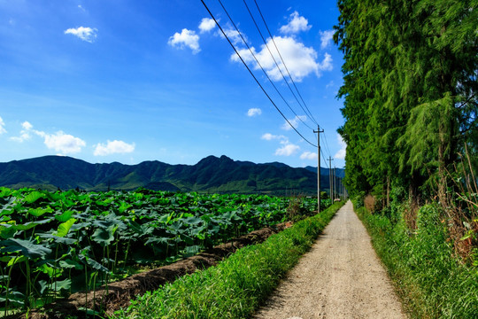 藕塘 田边道路