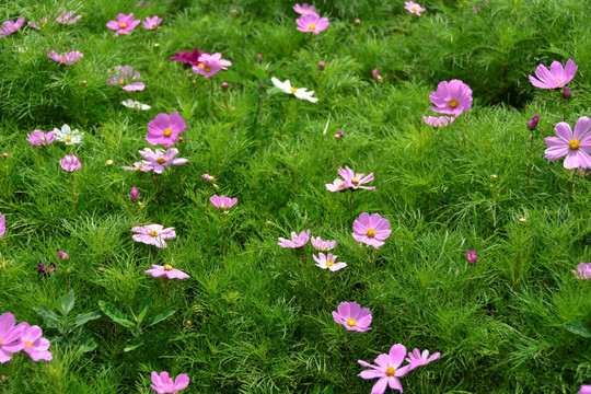 波斯菊花