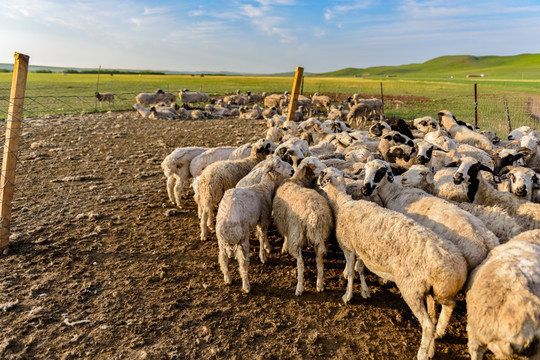 羊栏 草原羊群