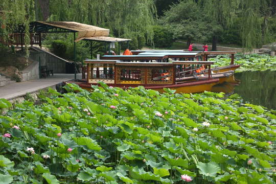 北京紫竹院公园