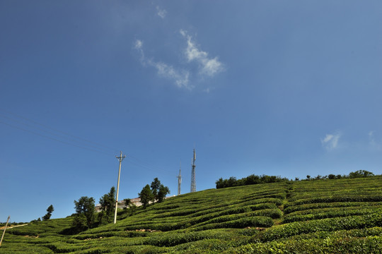 大山 森林 茶叶